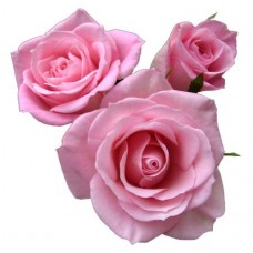 Sweetheart Roses - Esprit